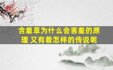 含羞草为什么会害羞的原理 又有着怎样的传说呢